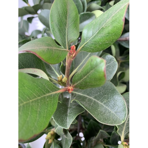 127 - ONE RHAPHIOLEPIS UMBELLATA BUSH APPROX 75CM IN HEIGHT IN A 15 LTR POT PLUS VAT