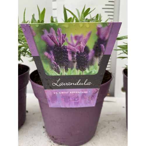 13 - THREE LAVENDER PLANTS IN 2 LITRE POTS PLUS VAT TO BE SOLD FOR THE THREE