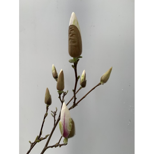 137 - ONE MAGNOLIA SOULANGEANA 'SUPERBA' APPROX 90CM IN HEIGHT IN A 7 LTR POT PLUS VAT