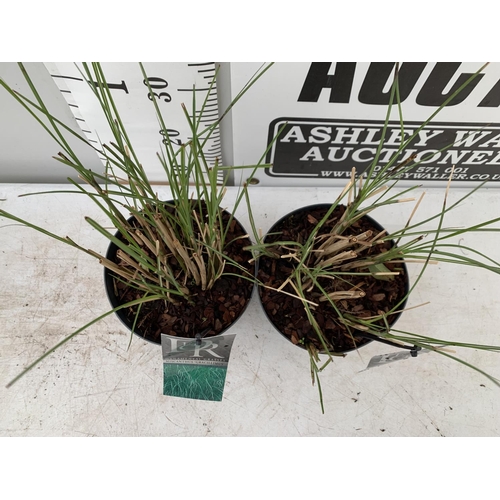 144 - TWO ORNAMENTAL GRASSES MISCANTHUS 'GRACILLIMUS' IN 3 LTR POTS APPROX 50CM IN HEIGHT PLUS VAT TO BE S... 