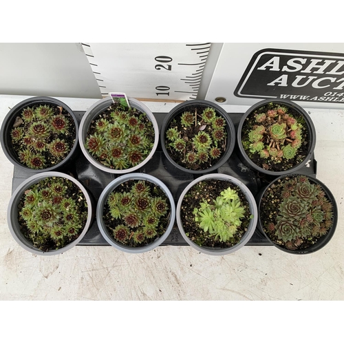 145 - EIGHT SEDUM PLANTS ON A TRAY IN 1 LTR POTS PLUS VAT TO BE SOLD FOR THE EIGHT