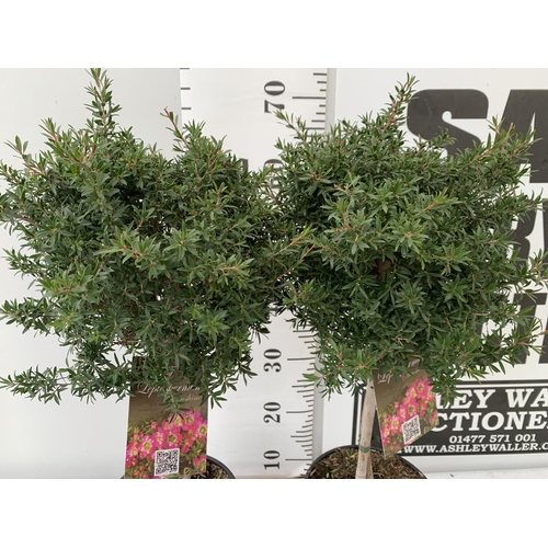 146 - TWO LEPTOSPERNUM PINK STANDARD TREES APPROX 70CM IN HEIGHT IN 2 LTR POTS PLUS VAT TO BE SOLD FOR THE... 