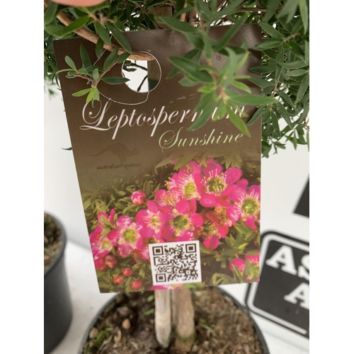 146 - TWO LEPTOSPERNUM PINK STANDARD TREES APPROX 70CM IN HEIGHT IN 2 LTR POTS PLUS VAT TO BE SOLD FOR THE... 