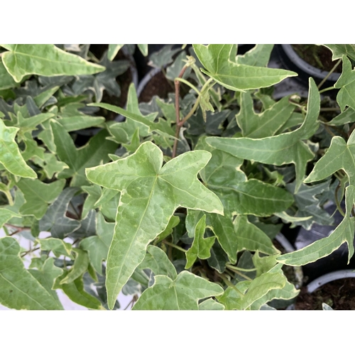 148 - TWO TRAYS OF TRAILING IVY 36 PLANTS PLUS VAT TO BE SOLD FOR THE THIRTY SIX