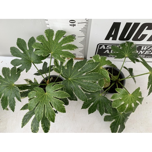 15 - TWO FATSIA JAPONICA 'SPIDERS WEB' IN 2 LTR POTS APPROX 35CM IN HEIGHT PLUS VAT TO BE SOLD FOR THE TW... 