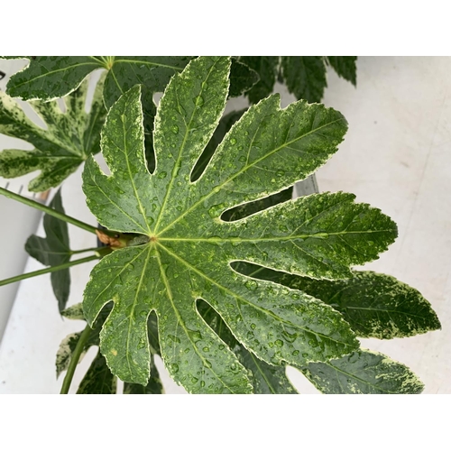 15 - TWO FATSIA JAPONICA 'SPIDERS WEB' IN 2 LTR POTS APPROX 35CM IN HEIGHT PLUS VAT TO BE SOLD FOR THE TW... 