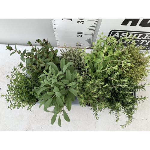 151 - EIGHT MIXED HERBS IN 1 LITRE POTS TO INCLUDE ROSEMARY, THYME, MINT AND SAGE APPROX 30CM IN HEIGHT NO... 