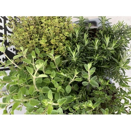 151 - EIGHT MIXED HERBS IN 1 LITRE POTS TO INCLUDE ROSEMARY, THYME, MINT AND SAGE APPROX 30CM IN HEIGHT NO... 