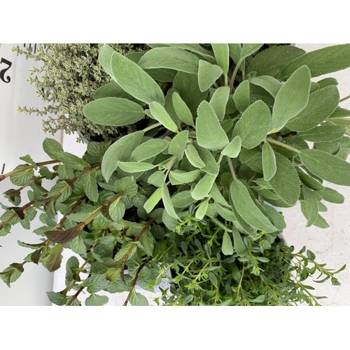 151 - EIGHT MIXED HERBS IN 1 LITRE POTS TO INCLUDE ROSEMARY, THYME, MINT AND SAGE APPROX 30CM IN HEIGHT NO... 