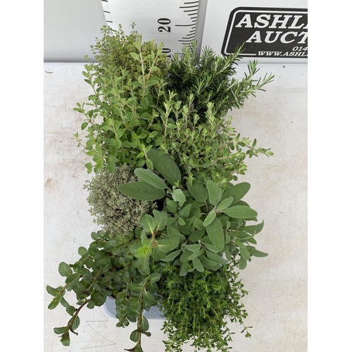 152 - EIGHT MIXED HERBS IN 1 LITRE POTS ROSEMARY, THYME, MINT AND SAGE APPROX 30CM IN HEIGHT NO VAT TO BE ... 