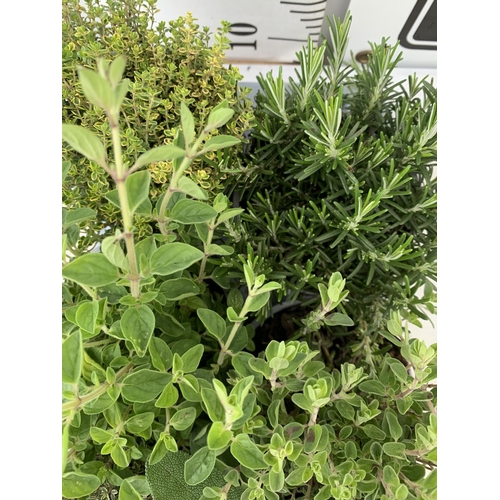 152 - EIGHT MIXED HERBS IN 1 LITRE POTS ROSEMARY, THYME, MINT AND SAGE APPROX 30CM IN HEIGHT NO VAT TO BE ... 