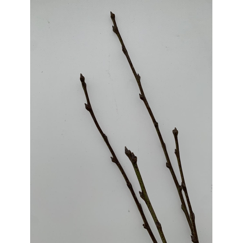 153 - FIVE PLUM BARE ROOT FRUITING TREES PRUNUS DOMESTICA 'VICTORIA' OVER 2 METRES IN HEIGHT NO VAT TO BE ... 