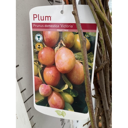 153 - FIVE PLUM BARE ROOT FRUITING TREES PRUNUS DOMESTICA 'VICTORIA' OVER 2 METRES IN HEIGHT NO VAT TO BE ... 