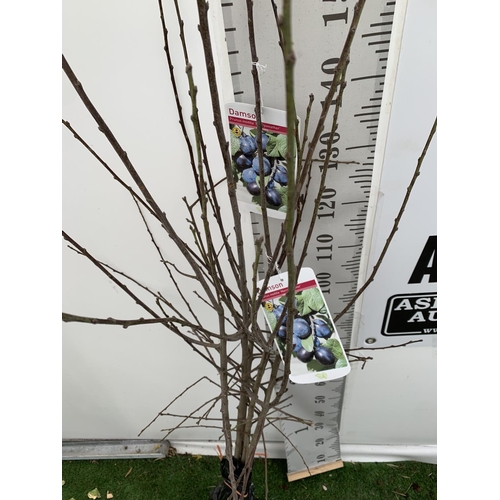 154 - FIVE DAMSON BARE ROOT FRUITING TREES PRUNUS INSITITIA 'MERRYWEATHER' OVER 2 METRES IN HEIGHT NO VAT ... 