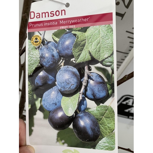 154 - FIVE DAMSON BARE ROOT FRUITING TREES PRUNUS INSITITIA 'MERRYWEATHER' OVER 2 METRES IN HEIGHT NO VAT ... 