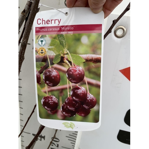 155 - FIVE MIXED BARE ROOT FRUTING TREES ONE PLUM PRUNUS DOMESTICA 'VICTORIA' ONE APPLE MALUS DOMESTICA 'D... 