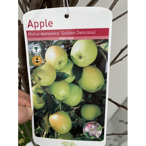 157 - FIVE BARE ROOT FRUTING APPLE TREES MALUS DOMESTICA 'GOLDEN DELICIOUS' OVER 2 METRES IN HEIGHT NO VAT... 