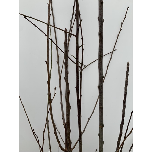 158 - FIVE MIXED BARE ROOT FRUTING TREES ONE PLUM PRUNUS DOMESTICA 'VICTORIA' ONE APPLE MALUS DOMESTICA 'D... 