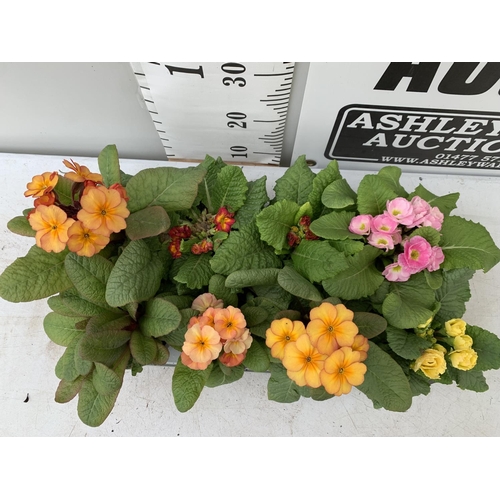 159 - EIGHT DOUBLE PRIMULA PLANTS ON A TRAY MIXED COLOURS PLUS VAT TO BE SOLD FOR THE EIGHT