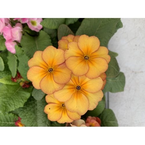 159 - EIGHT DOUBLE PRIMULA PLANTS ON A TRAY MIXED COLOURS PLUS VAT TO BE SOLD FOR THE EIGHT