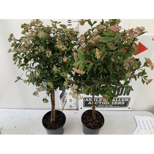 16 - TWO VIBURNUM 'EVE PRICE' STANDARD TREES APPROX 110CM IN HEIGHT IN 5 LTR POTS PLUS VAT TO BE SOLD FOR... 