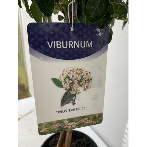 16 - TWO VIBURNUM 'EVE PRICE' STANDARD TREES APPROX 110CM IN HEIGHT IN 5 LTR POTS PLUS VAT TO BE SOLD FOR... 