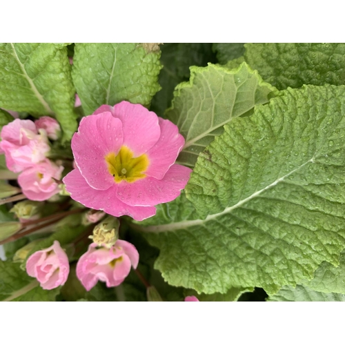 160 - EIGHT DOUBLE PRIMULA PLANTS ON A TRAY MIXED COLOURS PLUS VAT TO BE SOLD FOR THE EIGHT