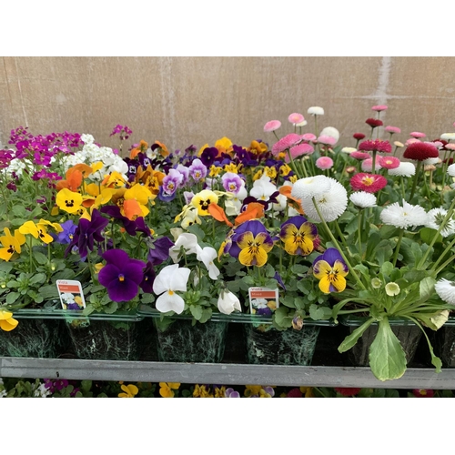 161 - 84 MIXED BEDDING PLANTS TO INCLUDE MIXED VIOLA , MIXED BELLIS ETC IN TRAYS OF 6 PLUS VAT TO BE SOLD ... 