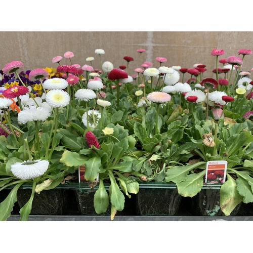 161 - 84 MIXED BEDDING PLANTS TO INCLUDE MIXED VIOLA , MIXED BELLIS ETC IN TRAYS OF 6 PLUS VAT TO BE SOLD ... 