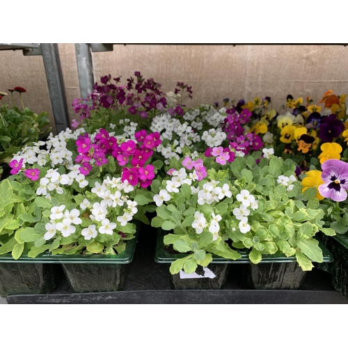 162 - 84 MIXED BEDDING PLANTS TO INCLUDE MIXED VIOLA , MIXED BELLIS ETC IN TRAYS OF 6 PLUS VAT TO BE SOLD ... 