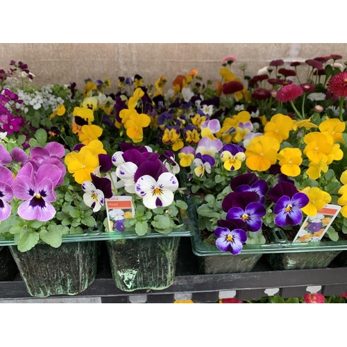 162 - 84 MIXED BEDDING PLANTS TO INCLUDE MIXED VIOLA , MIXED BELLIS ETC IN TRAYS OF 6 PLUS VAT TO BE SOLD ... 