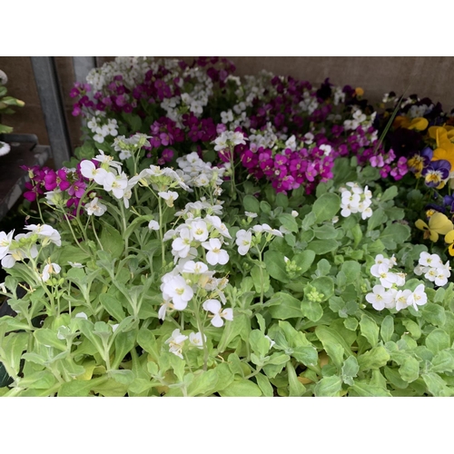 164 - 84 MIXED BEDDING PLANTS TO INCLUDE MIXED VIOLA , MIXED BELLIS ETC IN TRAYS OF 6 PLUS VAT TO BE SOLD ... 