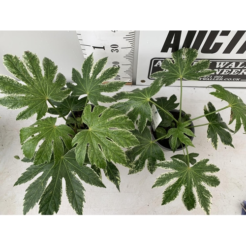 166 - TWO FATSIA JAPONICA 'SPIDERS WEB' IN 2 LTR POTS APPROX 35CM IN HEIGHT PLUS VAT TO BE SOLD FOR THE TW... 