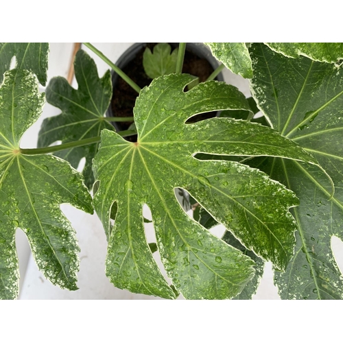 166 - TWO FATSIA JAPONICA 'SPIDERS WEB' IN 2 LTR POTS APPROX 35CM IN HEIGHT PLUS VAT TO BE SOLD FOR THE TW... 