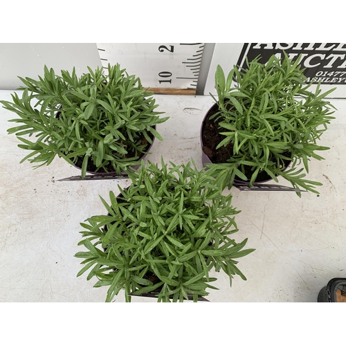 170 - THREE LAVENDER PLANTS IN 2 LITRE POTS PLUS VAT TO BE SOLD FOR THE THREE