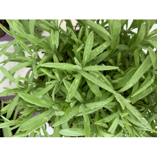 170 - THREE LAVENDER PLANTS IN 2 LITRE POTS PLUS VAT TO BE SOLD FOR THE THREE