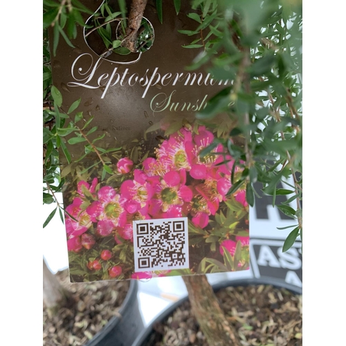 172 - TWO LEPTOSPERMUM 'SUNSHINE' PINK STANDARD TREES APPROX 85CM IN HEIGHT IN 24CM TALL POTS PLUS VAT TO ... 