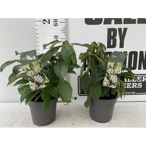 173 - TWO VIBURNUM 'DAVIDII' IN 2 LTR POTS APPROX 45CM IN HEIGHT PLUS VAT TO BE SOLD FOR THE TWO