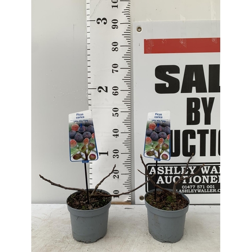 175 - TWO FICUS CARICA 'LITTLE MISS FIGGY' APPROX 30CM IN HEIGHT IN 2 LTR POTS NO VAT TO BE SOLD FOR THE T... 