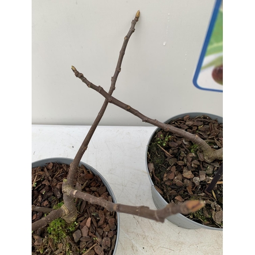 175 - TWO FICUS CARICA 'LITTLE MISS FIGGY' APPROX 30CM IN HEIGHT IN 2 LTR POTS NO VAT TO BE SOLD FOR THE T... 