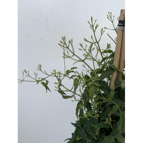 184 - ONE JASMINE TRACHELOSPERMUM APPROX 80CM IN HEIGHT IN A 2 LTR POT PLUS VAT