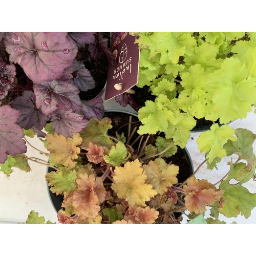 185 - THREE HEUCHERA 'LIME MARMALADE' 'INDIAN SUMMER' AND 'MARMALADE' IN 3 LTR POTS APPROX 25CM IN HEIGHT ... 