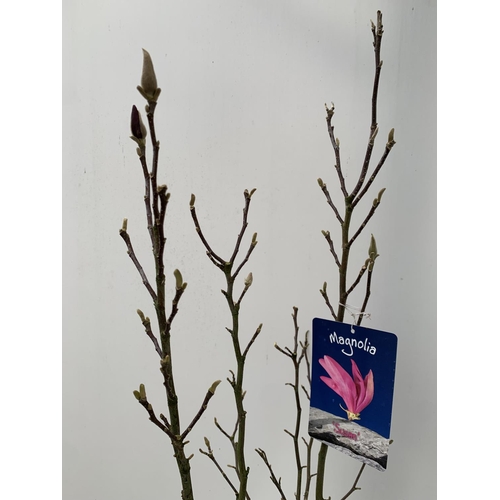 191 - ONE MAGNOLIA PINK 'SUSAN' APPROX 120CM IN HEIGHT IN A 7 LTR POT PLUS VAT