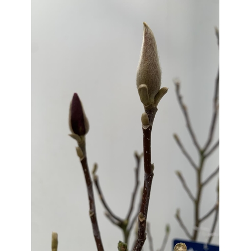 191 - ONE MAGNOLIA PINK 'SUSAN' APPROX 120CM IN HEIGHT IN A 7 LTR POT PLUS VAT