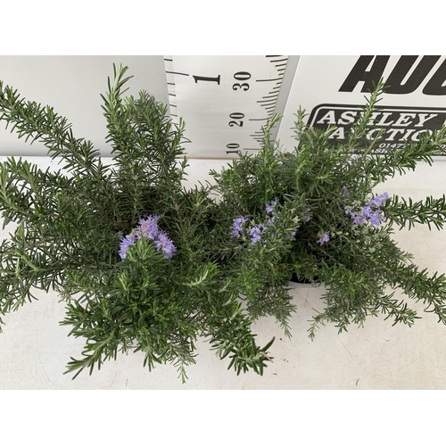 193 - TWO ROSEMARY 'PROSTRATUS' APPROX 50CM IN HEIGHT IN 3 LTR POTS NO VAT TO BE SOLD FOR THE TWO