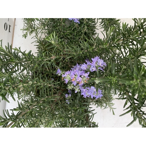 193 - TWO ROSEMARY 'PROSTRATUS' APPROX 50CM IN HEIGHT IN 3 LTR POTS NO VAT TO BE SOLD FOR THE TWO