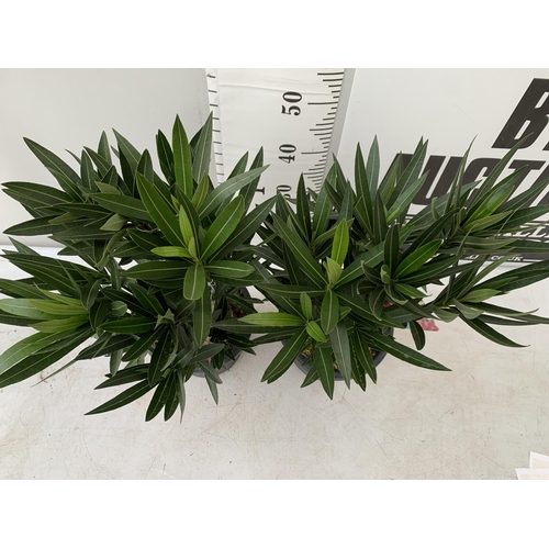 195 - TWO NERIUM OLEANDER BUSHES IN 4 LTR POTS APPROX 65CM IN HEIGHT PLUS VAT TO BE SOLD FOR THE TWO