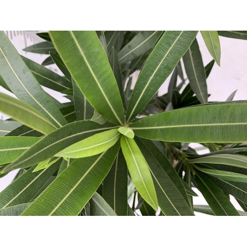 195 - TWO NERIUM OLEANDER BUSHES IN 4 LTR POTS APPROX 65CM IN HEIGHT PLUS VAT TO BE SOLD FOR THE TWO