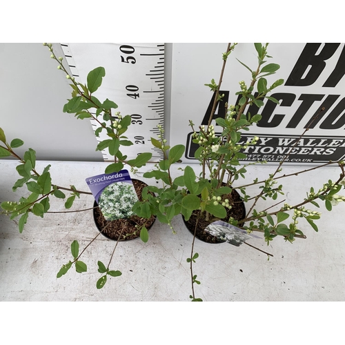 196 - TWO EXOCHORDA RACEMOSA 'BLUSHING PEARL' AND 'NIAGARA' APPROX 55CM IN HEIGHT IN 2 LTR POTS PLUS VAT T... 