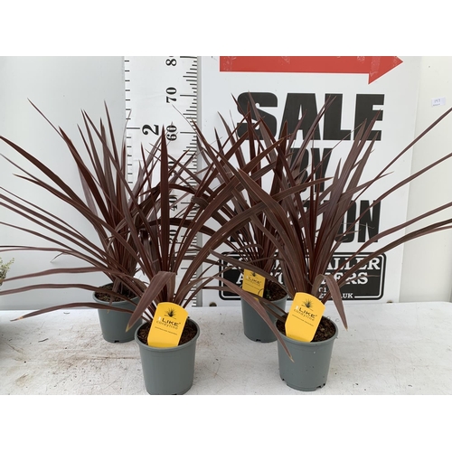 197 - FOUR 'RED STAR' CORDYLINE PLANTS APPROX 70CM IN HEIGHT IN 1 LTR POTS PLUS VAT TO BE SOLD FOR THE FOU... 